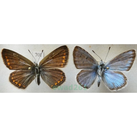 Polyommatus icarus (Rottemburg, 1775) pair Modraszek ikar Czech70l